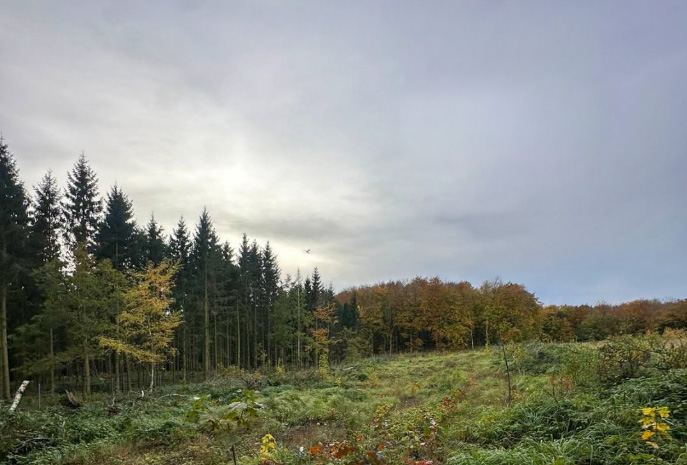Projektfläche Rügen 01 mit jungen Pflanzungen